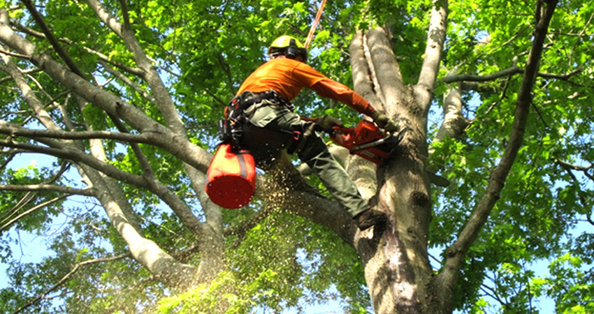 How Much Does Tree Service Cost In Florida?